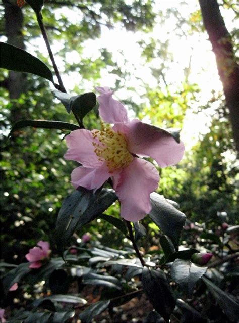 October magical morning camellia